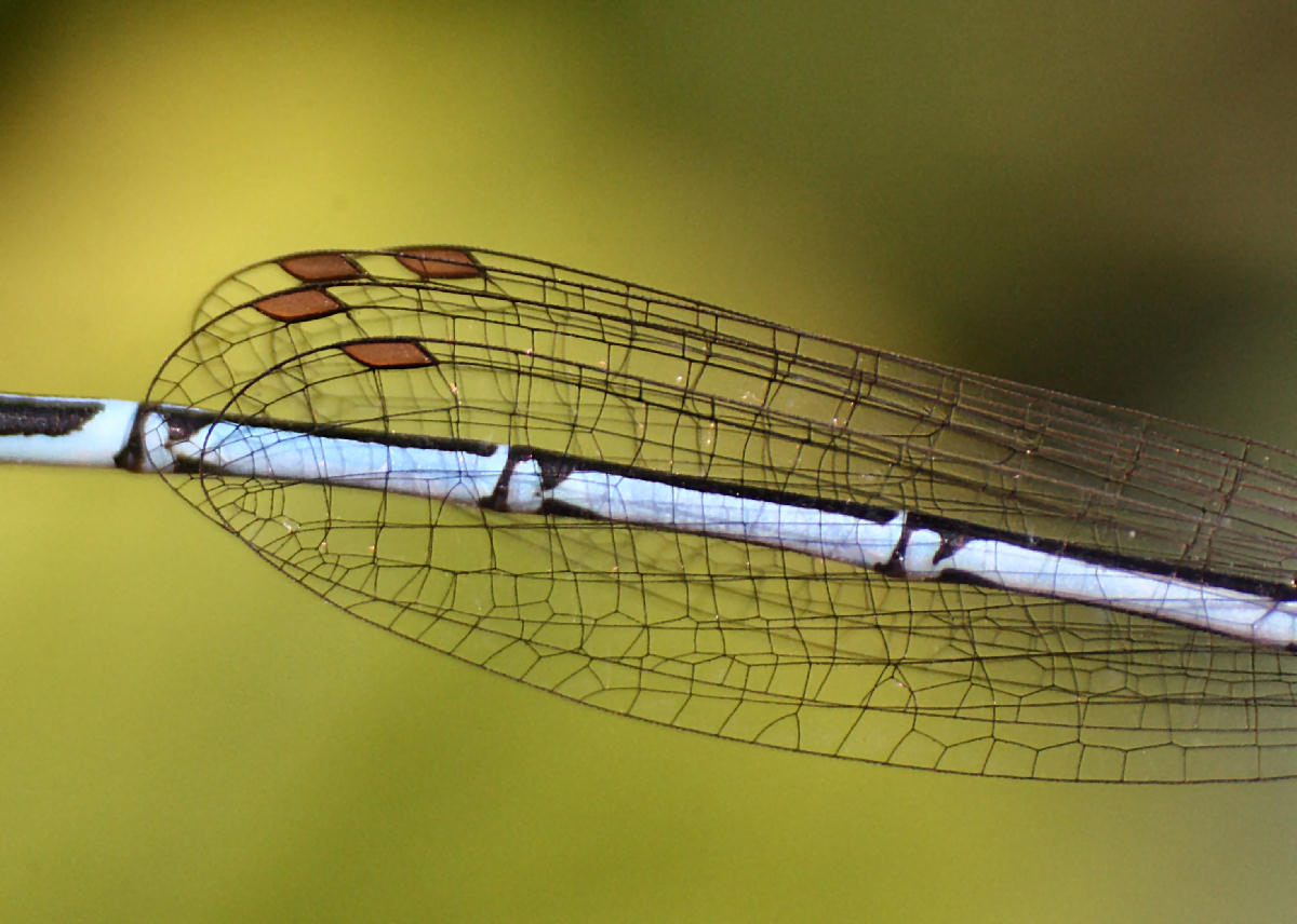 libellulina da identificare: Platycnemis pennipes